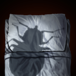 La peur des punaises de lit