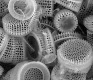 Terre de Diatomée au microscope