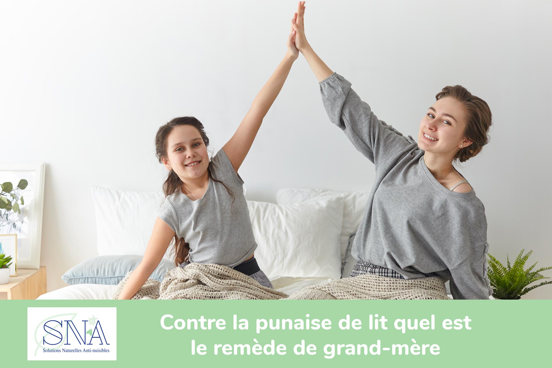 Traitement punaise de lit à Toulouse (31)